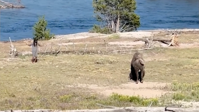 The man taunts the bison.